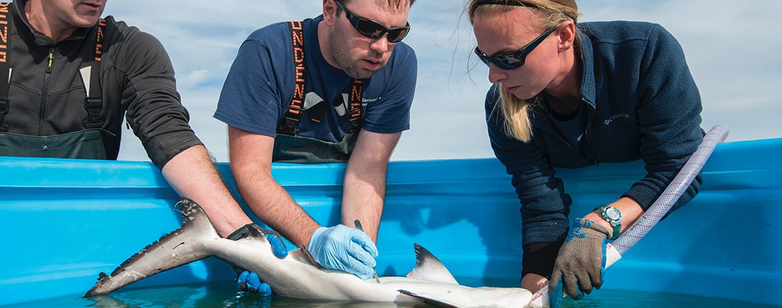 From left, Matt Ogburn of the Fish and Invertebrate Ecology Lab at the Smithsonian
Environmental Research Center, ECU doctoral graduate Chuck Bangley and intern
Michelle Edwards tag a bull shark in Florida to follow its migration.