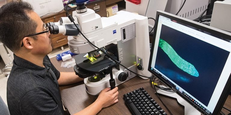 Myon-Hee Lee uses the nematode C. elegans
to study tumor development. He is one of
several researchers on campus using the tiny
worm as a model species.