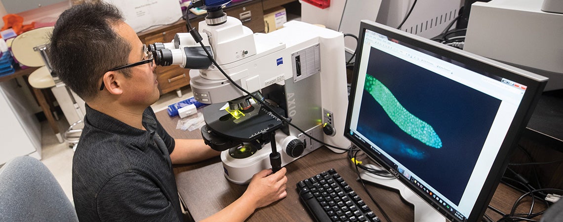 Myon-Hee Lee uses the nematode C. elegans
to study tumor development. He is one of
several researchers on campus using the tiny
worm as a model species.