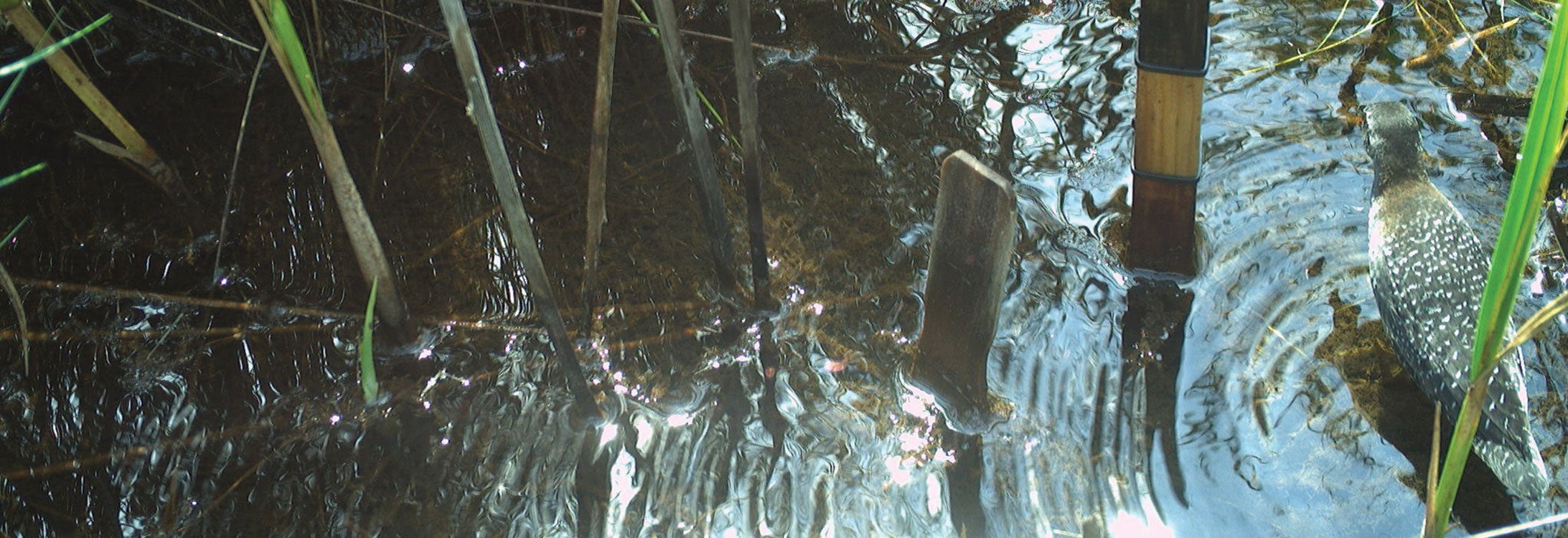 A rail gracefully swims across the calm water, creating gentle ripples around it.